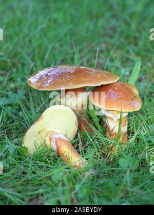 Suillus grevillei, connu sous le nom de Greville's bolet ou en mélèze, bolets champignons sauvages comestibles provenant de la Finlande Banque D'Images