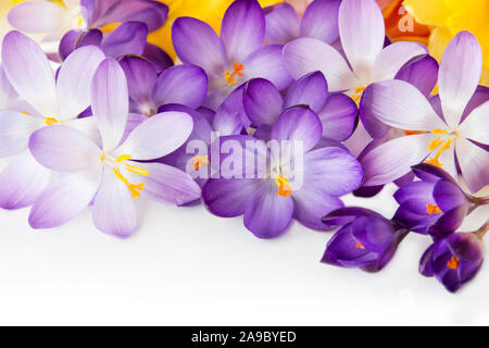 Crocus sur fond blanc Banque D'Images