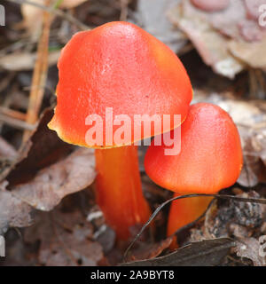 Hygrocybe punicea, connu sous le nom de Crimson waxcap ou cireux écarlate, les champignons sauvages de Finlande Banque D'Images