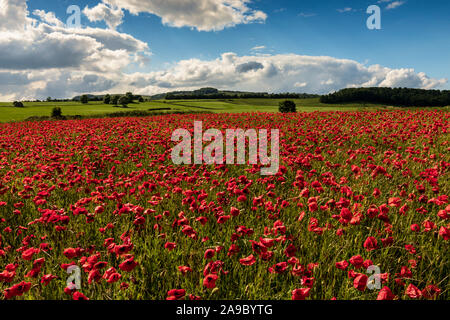Beaux coquelicots rouges situé dans la campagne du Derbyshire, Buxton, Derbyshire Peak District, England, United Kingdom Banque D'Images