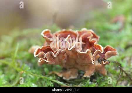 Stereum gausapatum, connu sous le nom de chêne de saignement, croûte de champignons sauvages de Finlande Banque D'Images