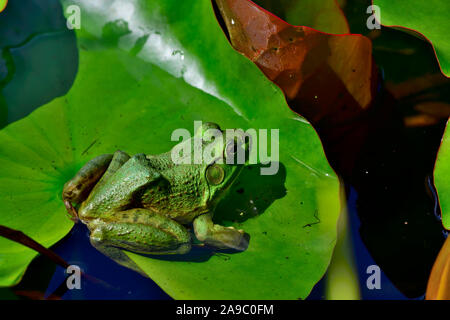 Une grenouille verte ' Lithobates clamitans', assis sur une geen de nénuphar dans un étang, sur l'île de Vancouver, Colombie-Britannique, Canada. Banque D'Images