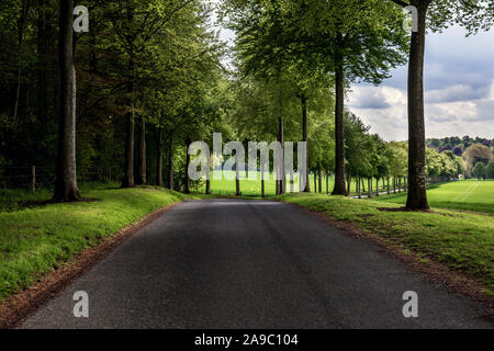 Avenue de l'hêtre au printemps près de Moor Crichel, Dorset, Angleterre Banque D'Images