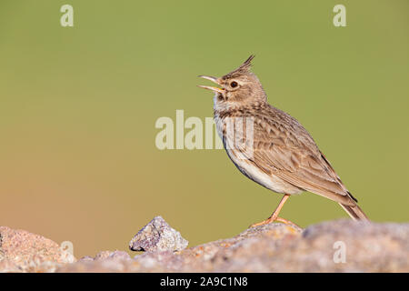 Galerida cristata, Haubenlerche Singvogel Lerchen,,, Banque D'Images