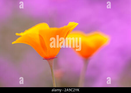 Close up lors d'une fleur de pavot de Californie Eschscholzia californica. Banque D'Images