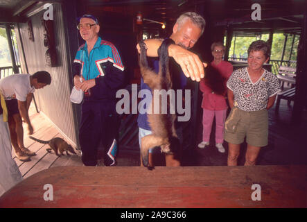 Les touristes qui séjournent à l'Ariau Jungle Tower, le plus grand Lodge à Amazon l'habitude de jouer avec les singes et les coatis que venir à l'hôtel, Amazone, Brésil Banque D'Images