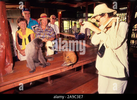 Les touristes qui séjournent à l'Ariau Jungle Tower, le plus grand Lodge à Amazon l'habitude de jouer avec les singes et les coatis que venir à l'hôtel, Amazone, Brésil Banque D'Images