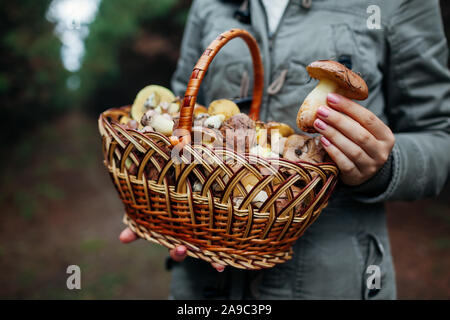 Femme panier de champignons huileux dans forêt d'automne. Ramasser des champignons frais biologique Jack glissante Banque D'Images