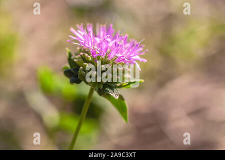 Fermer jusqu'à un coyote fleurs menthe Monardella villosa Banque D'Images