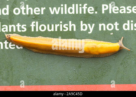 California banana slug Ariolimax californicus, Golden Gate National Park, California, United States. Banque D'Images