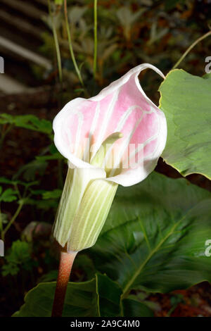 Arisaema candidissimum (striped cobra lily) est présent dans l'ouest de la Chine, Tibet, Sichuan et Yunnan et maintenant souvent utilisée comme plante de jardin.