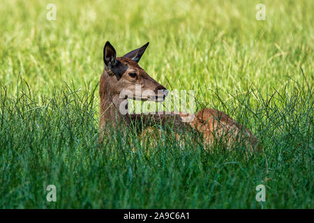 Chevreuil, Capreolus capreolus vit principalement en Allemagne et en France Banque D'Images