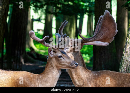 Chevreuil, Capreolus capreolus vit principalement en Allemagne et en France Banque D'Images