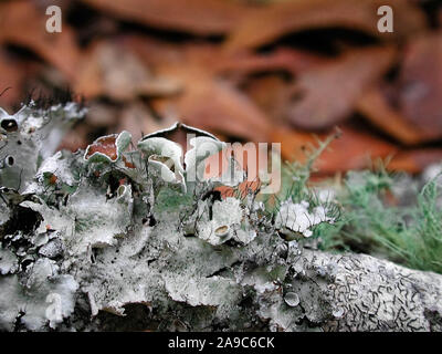 Les lichens sont des organismes contenant des relations symbiotiques ou de colonies d'algues et de champignons. Banque D'Images