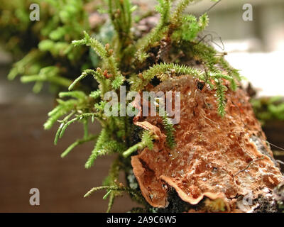 Les lichens sont des organismes contenant des relations symbiotiques ou de colonies d'algues et de champignons. Banque D'Images