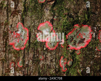 Les lichens sont des organismes contenant des relations symbiotiques ou de colonies d'algues et de champignons. Banque D'Images