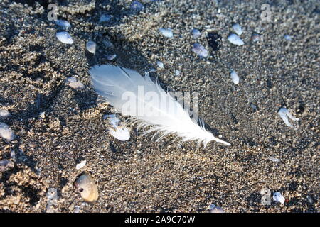 Plume blanche, délicate, d'un oiseau à plumes, abandonné sur la plage de sable de Brown en Versilia, Toscane Banque D'Images