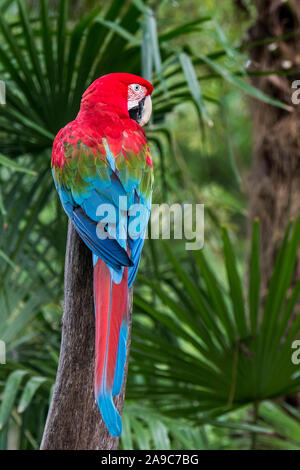 Red-et-ara vert / green-winged macaw (Ara chloropterus) perché dans l'arbre, originaire du nord de l'Amérique du Sud et centrale Banque D'Images