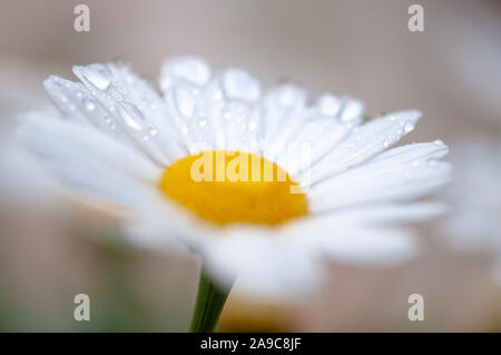 Fleur De Type Marguerite Blanche Avec Des Yeux Jaune Sur