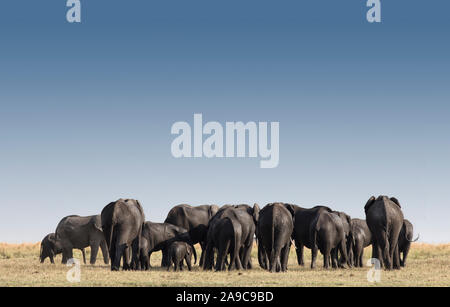 Grand groupe d'éléphants dans le parc d'Etosha, Namibie, Afrique Banque D'Images