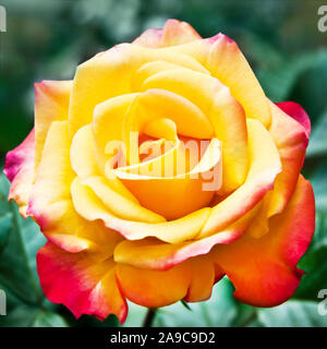 Rose rouge et d'orange close up avec un fond vert Banque D'Images