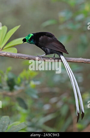 Le cerf de ruban (Astrapia Astrapia mayeri) mâles adultes Bird-of-paradise perché sur la branche Kumul Lodge, la Papouasie-Nouvelle-Guinée Juillet Banque D'Images