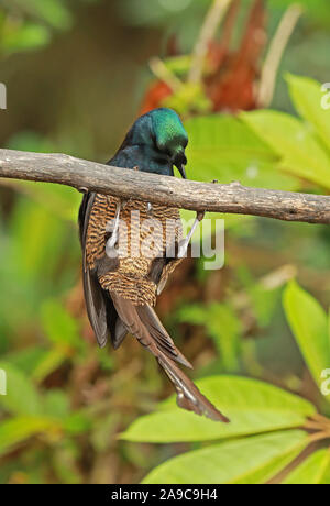 Le cerf de ruban (Astrapia Astrapia mayeri) Direction générale des femelles adultes accrochés à Kumul Lodge, Mount Hagen, la Papouasie-Nouvelle-Guinée Juillet Banque D'Images