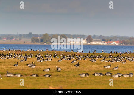 , Weisswangengans Nonnengans, Bernache nonnette Branta leucopsis, Bernache nonnette, Barnacla Cariblanca Banque D'Images