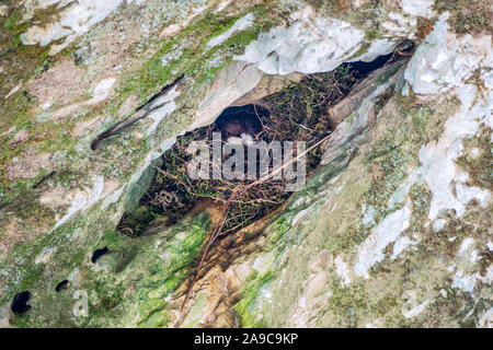 Petit oiseau noir et blanc de la white-throated dipper, lat. Cinclus cinclus se trouve dans le nid sur le rocher. Banque D'Images