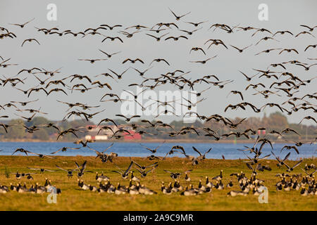 , Weisswangengans Nonnengans, Bernache nonnette Branta leucopsis, Bernache nonnette, Barnacla Cariblanca Banque D'Images