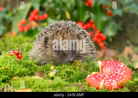 Hérisson, (nom scientifique : Erinaceus europaeus), sauvages, indigènes avec hérisson européen red Fly Agaric toadstool, rouge des baies de houx et de mousse verte. Banque D'Images