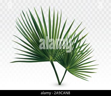 3D réaliste de green palm feuilles. Feuilles de palmier tropical isolé sur fond transparent. Feuilles de près. Vector illustration Illustration de Vecteur