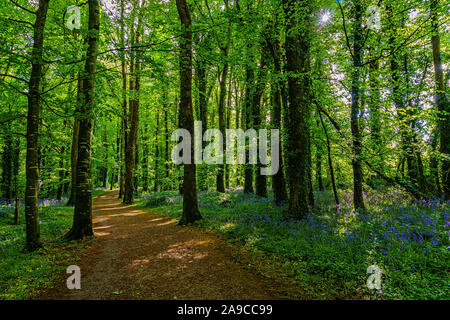 chemin à travers les forêts luxuriantes au début du printemps, a mis la lumière en début de matinée, avec des cloches sur le côté Banque D'Images