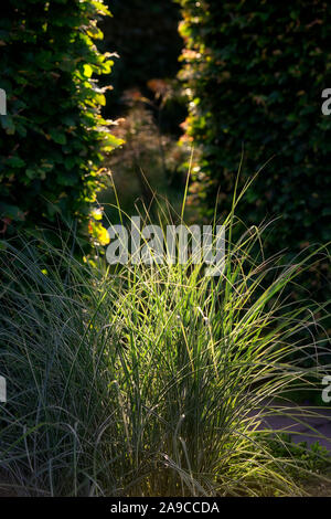 La lumière du soleil,allumer,carex,grass,herbes,manque de lumière,soleil,couverture,jardins,jardin,éclairage,Floral RM Banque D'Images