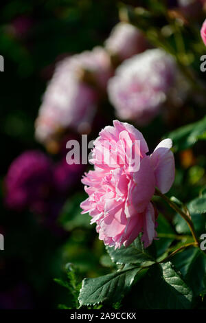 Rosa l'Ancient Mariner,rose l'Ancient Mariner,rose,arbustes,roses,rose,fleurs,fleurs,fleurs floral RM Banque D'Images