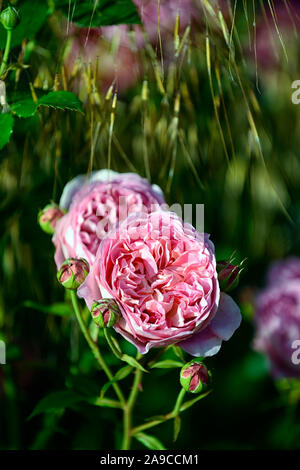 Rosa l'Ancient Mariner,rose l'Ancient Mariner,rose,arbustes,roses,rose,fleurs,fleurs,fleurs,Fleurs RM stipa gigantea Banque D'Images