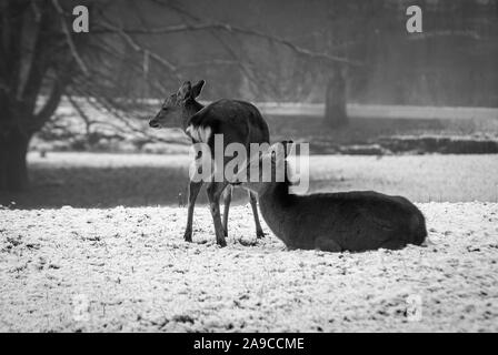 scène d'hiver en noir et blanc, avec deux cerfs l'un debout l'autre couché, un terrain couvert de neige, dans une forêt et des arbres en arrière-plan Banque D'Images