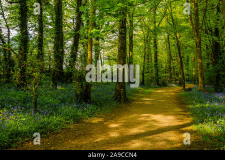 sentier à travers les forêts luxuriantes au début du printemps, lumière de l'aube, avec des cloches et des arbres de chaque côté Banque D'Images