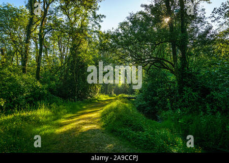 Glamour ensoleillé avec sentier ensoleillé, herbe verte luxuriante de chaque côté, entouré de grands arbres verts, avec le soleil du matin brillant à travers les feuilles Banque D'Images