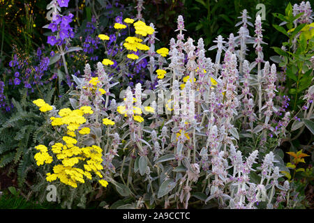 Stachys byzantina,l'oreille d'agneau,achillea filipendulina achillée jaune,moonshine,flower,fleurs,plante herbacée vivace,floraison d'été ,jardin jardins,RM,Fl Banque D'Images