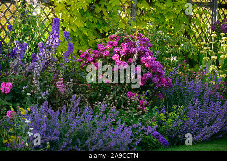 Chalet jardin,rose,roses,delphinium bleu,rouge,rose,fleurs,jardins,jardin,Fleurs,RM Banque D'Images