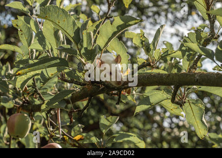 Rat blanc monte une branche d'arbre. Rat sur l'apple tree. Banque D'Images