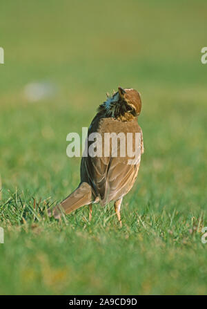 Grive musicienne (Turdus philomelos). Sur une pelouse de jardin, regarder, 'gel'' tout en un Kestrel vole au-dessus. Banque D'Images