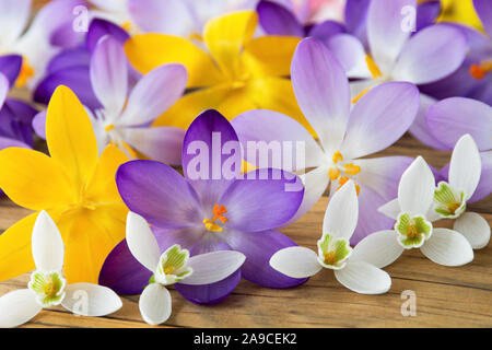 Crocus et perce-neige fleurs de printemps Banque D'Images