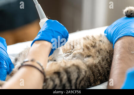 Les vétérinaires mener à une échographie d'un chat domestique. Banque D'Images