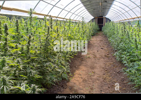 Chanvre biologique échéant en serre. Côté gauche 'Lifter', 'Suver droit souche Haze'. Cannabis sativa. Banque D'Images