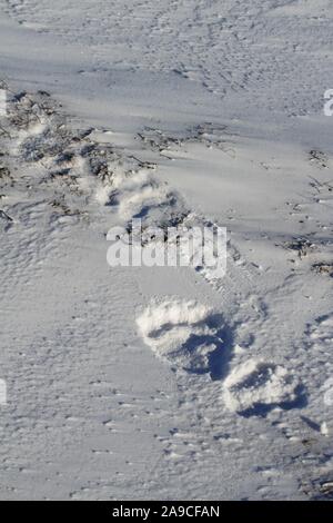 L'ours polaire (Ursus maritimus) pistes dans la neige près de Churchill, Manitoba Banque D'Images