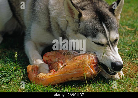 HUSKY sibérien de 4 mois, le chiot (Canis lupus familiaris), à l'aide d'carnassial (dents molaires molaires avant) pour découper la viande d'un os. Banque D'Images