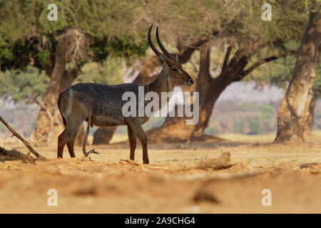 Cobe Kobus ellipsiprymnus - grandes antilopes trouvé largement en Afrique subsaharienne. Il est placé dans le genre Kobus de la famille des bovidés. Banque D'Images