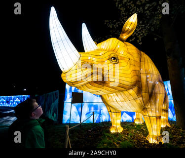 Zoo d'Édimbourg, Écosse, Royaume-Uni, 14 novembre 2019. Lanternes géantes au zoo d'Édimbourg. Le thème de la spectaculaire exposition de lanternes de cette année est « Lost Worlds », avec des dinosaures qui se baladaient sur un sentier étendu autour du zoo. Il présente des créatures étranges et merveilleuses de plus de 570 millions d'années de faune. Photo : Jamie carter, âgé de 8 ans, admire une créature à cornes Banque D'Images